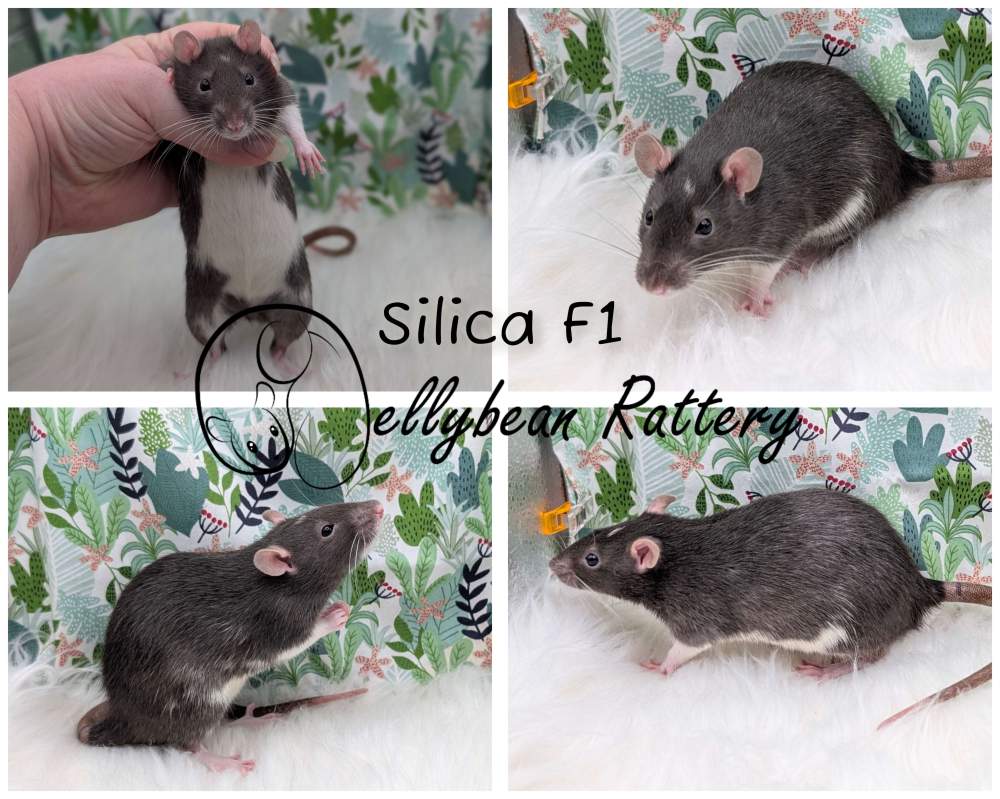 Fancy rat Pet only Rattus norvegicus 