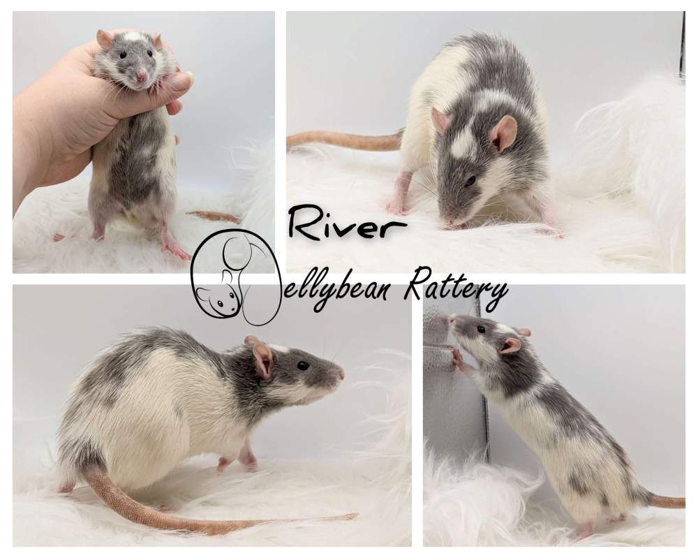 Fancy rat Retired Rattus norvegicus 