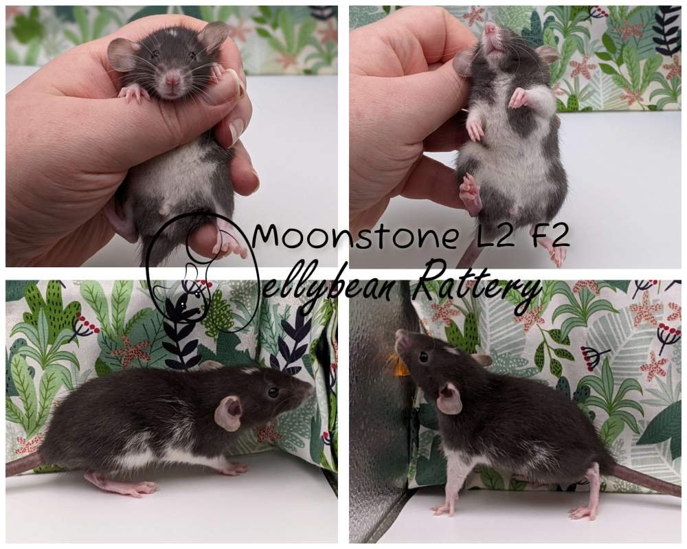 Fancy rat Breeder Rattus norvegicus 