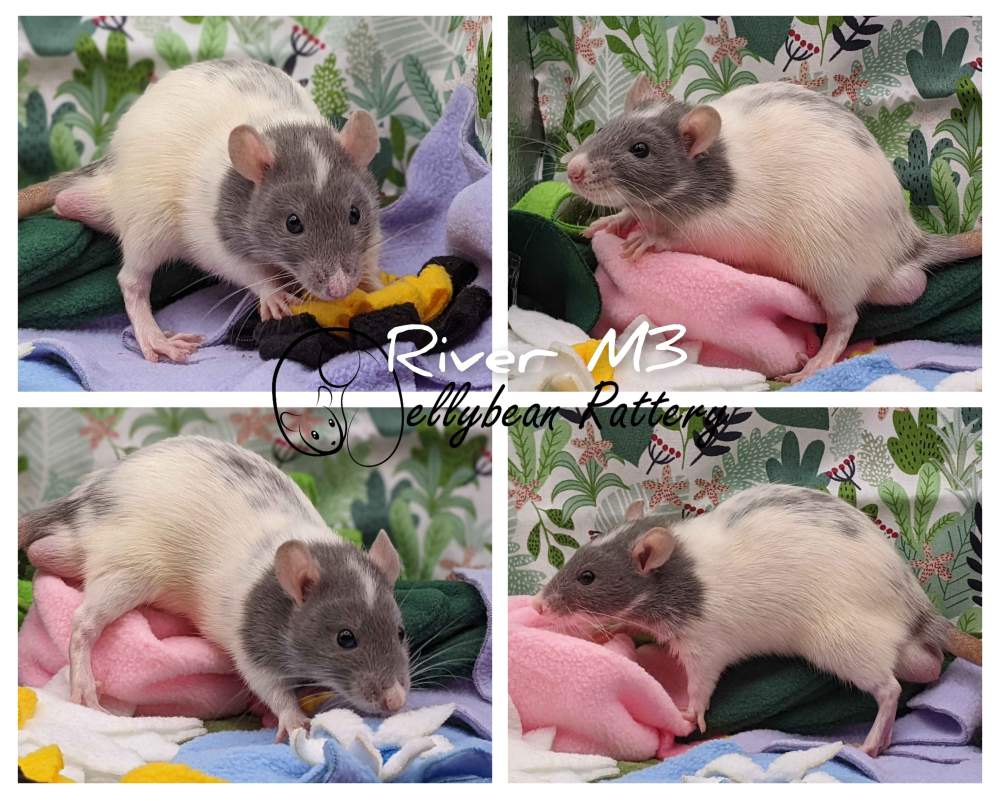 Fancy rat Rehomed Rattus norvegicus 