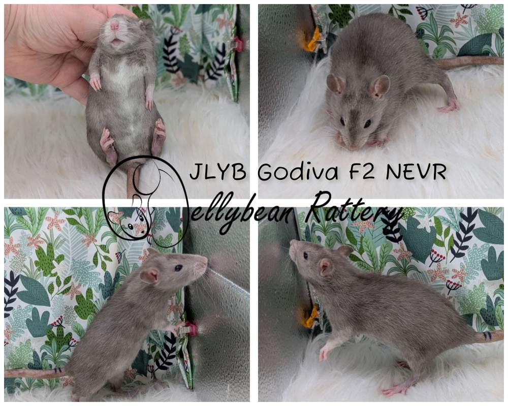 Fancy rat Breeder Rattus norvegicus 