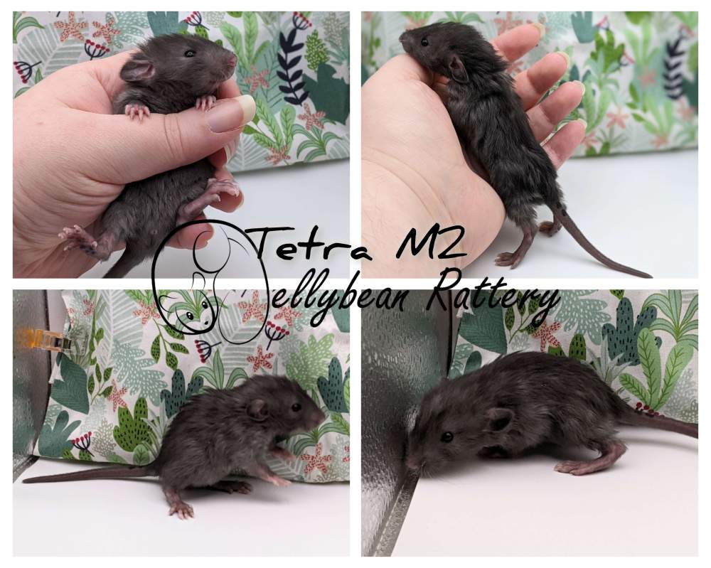 Fancy rat Breeder Rattus norvegicus 
