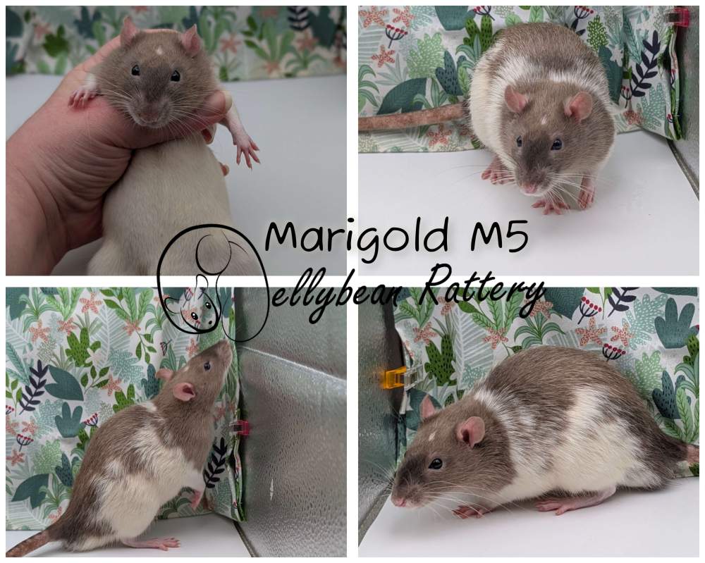 Fancy rat Pet only Rattus norvegicus 