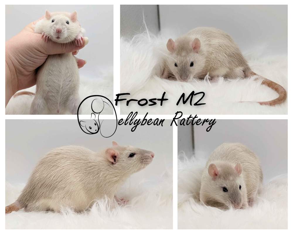 Fancy rat Pet only Rattus norvegicus 