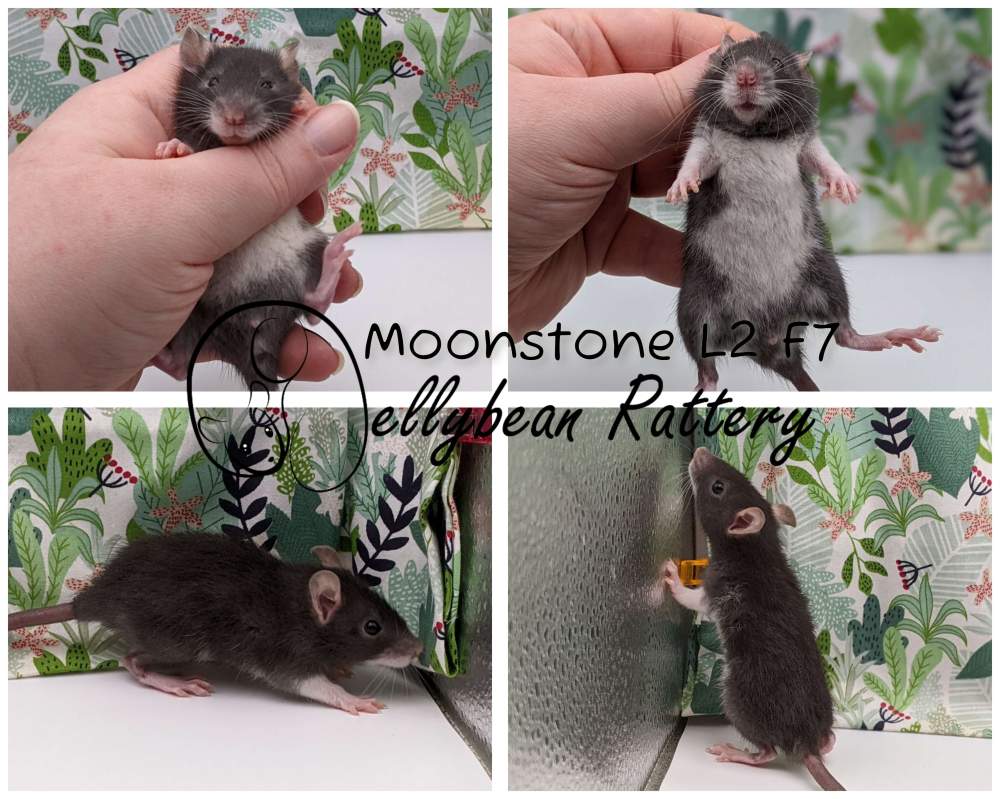 Fancy rat Pet only Rattus norvegicus 