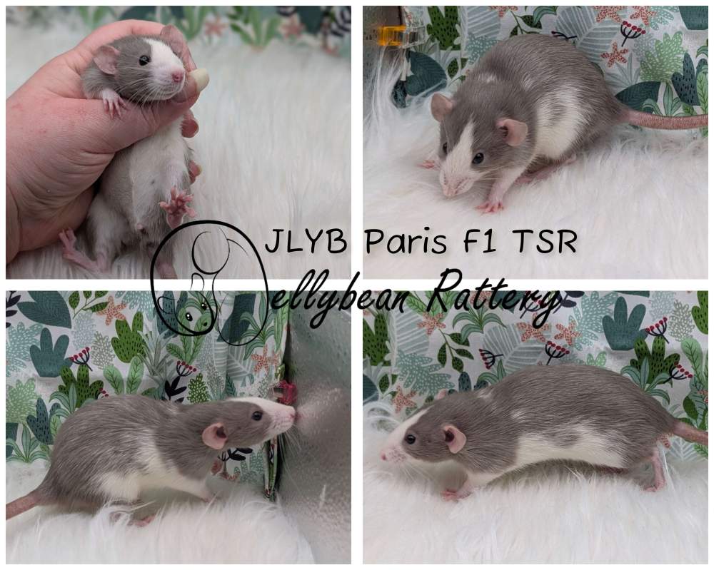 Fancy rat Pet only Rattus norvegicus 