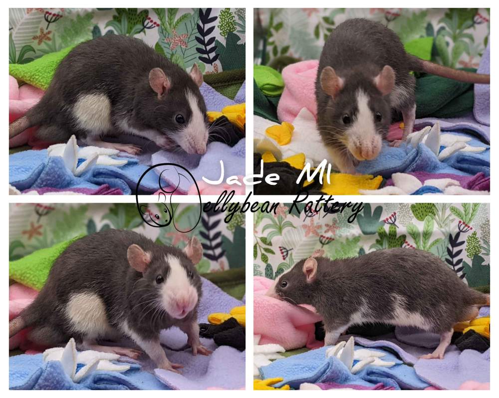 Fancy rat Pet only Rattus norvegicus 