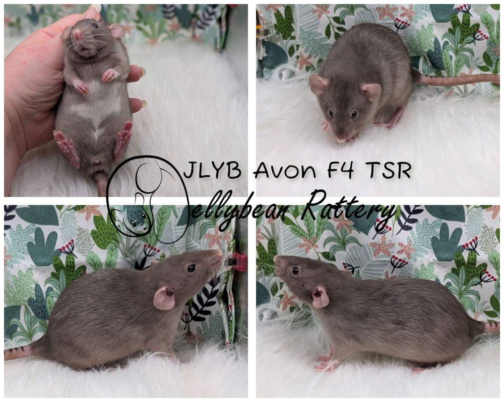 Fancy rat Pet only Rattus norvegicus 