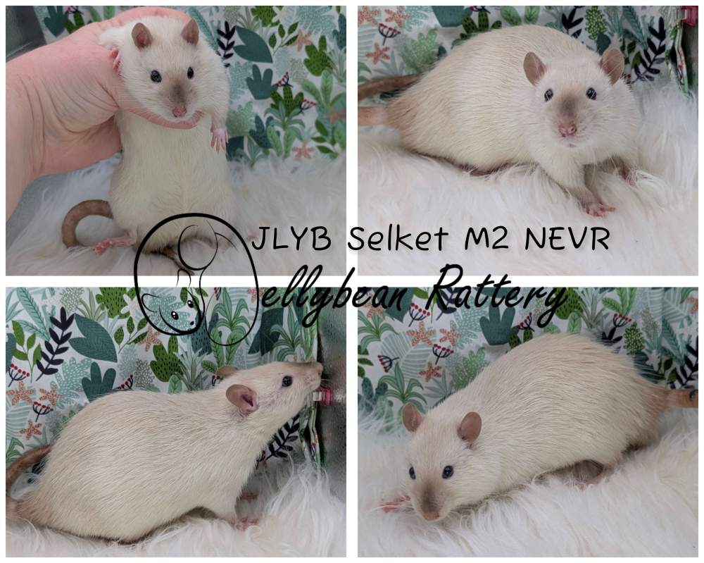 Fancy rat Pet only Rattus norvegicus 