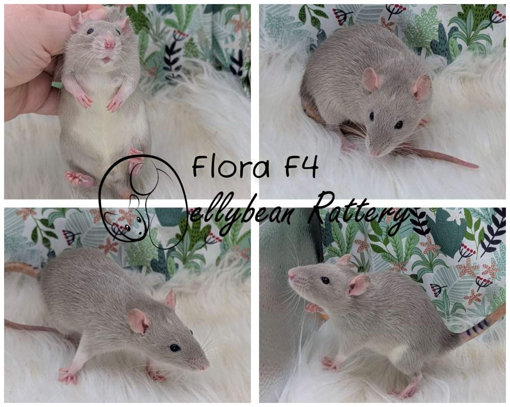 Fancy rat Pet only Rattus norvegicus 