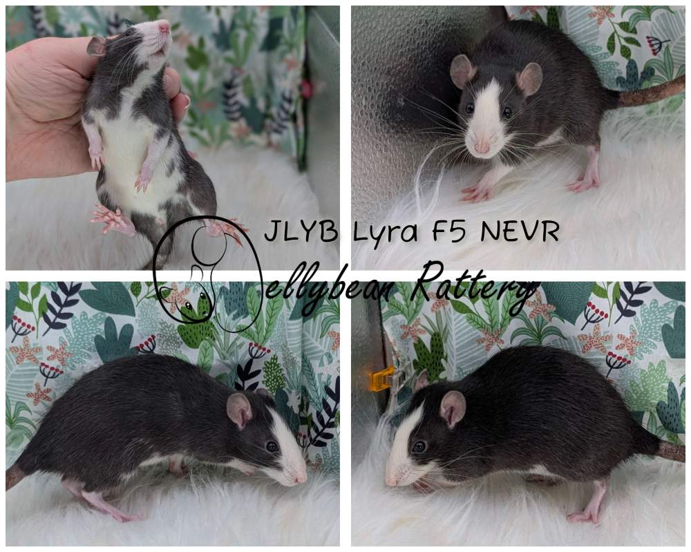 Fancy rat Pet only Rattus norvegicus 