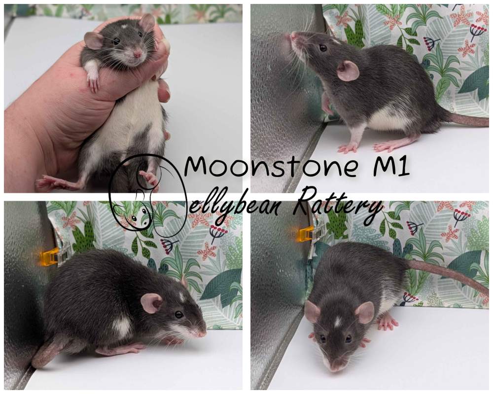 Fancy rat Pet only Rattus norvegicus 