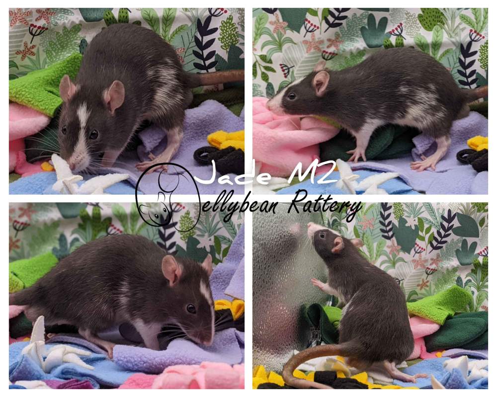 Fancy rat Pet only Rattus norvegicus 