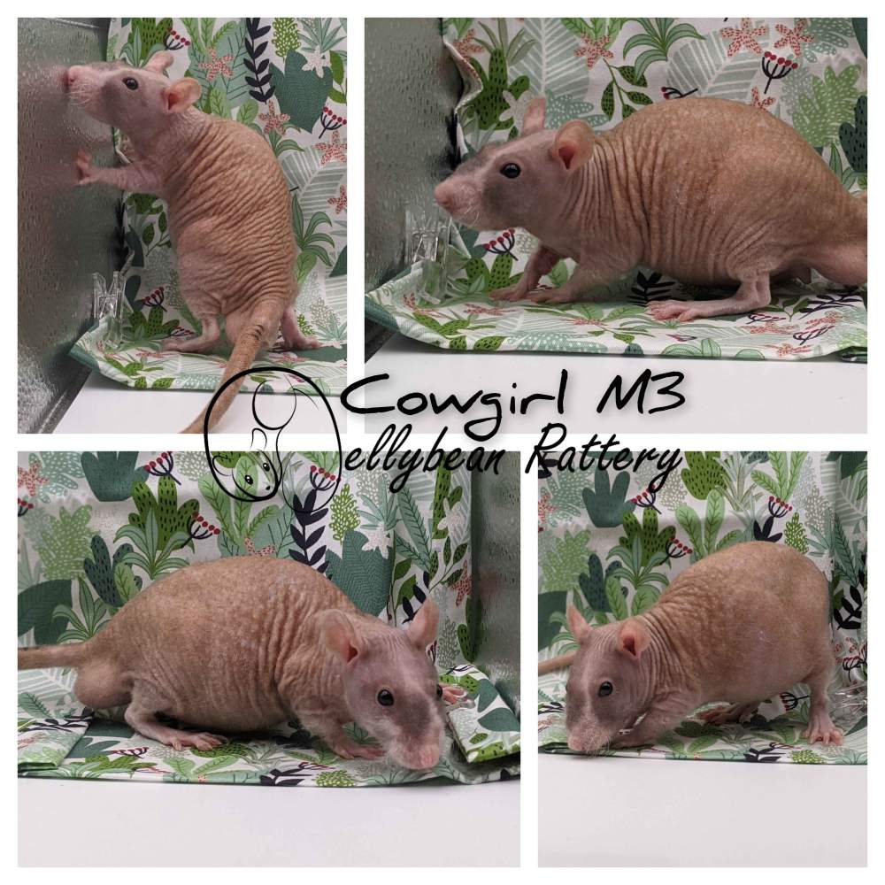 Fancy rat Pet only Rattus norvegicus 