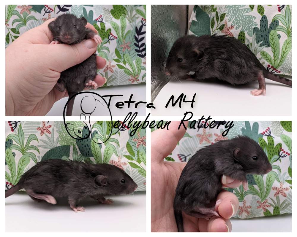 Fancy rat Breeder Rattus norvegicus 