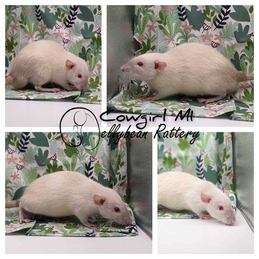 Fancy rat Pet only Rattus norvegicus 