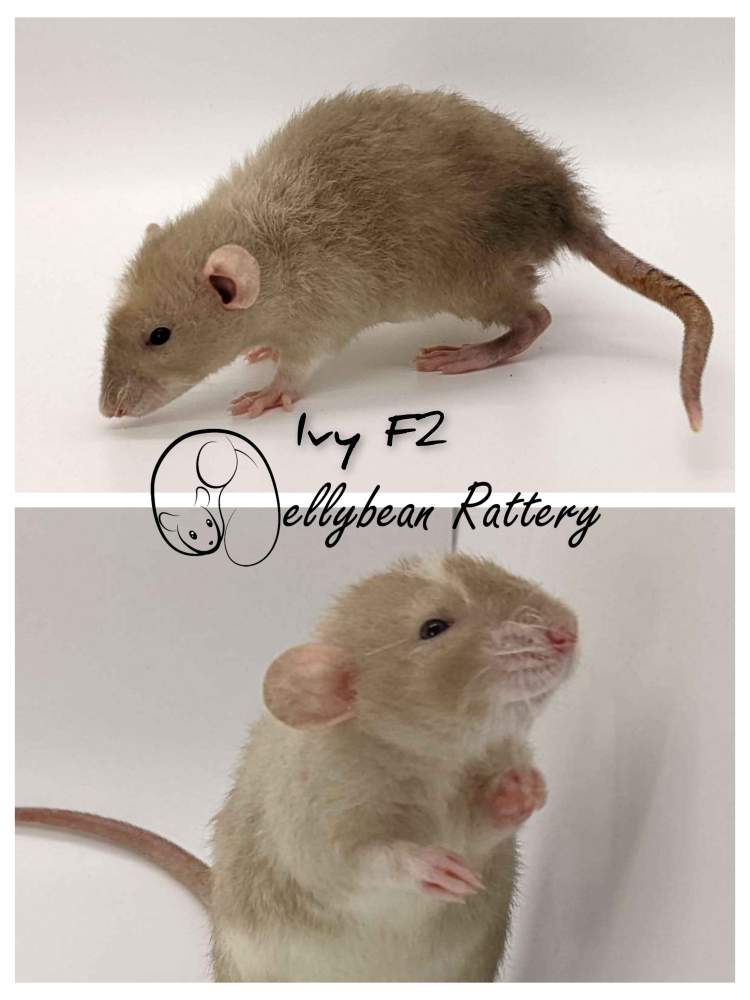 Fancy rat Pet only Rattus norvegicus 