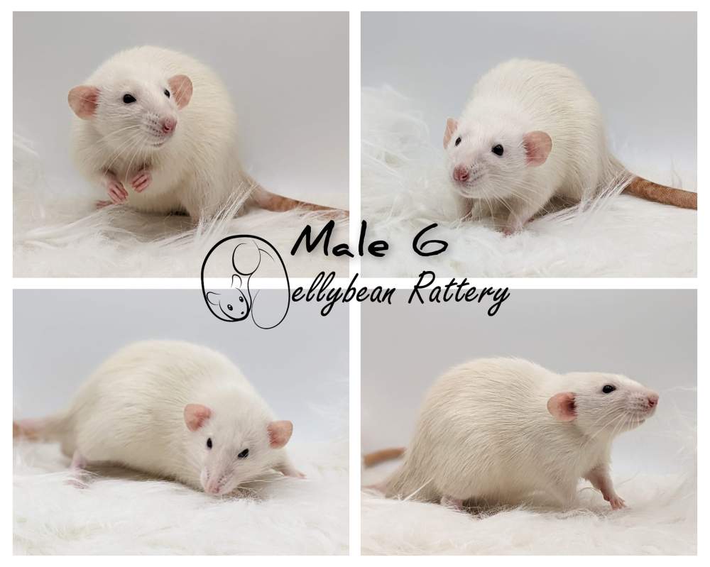 Fancy rat Pet only Rattus norvegicus 