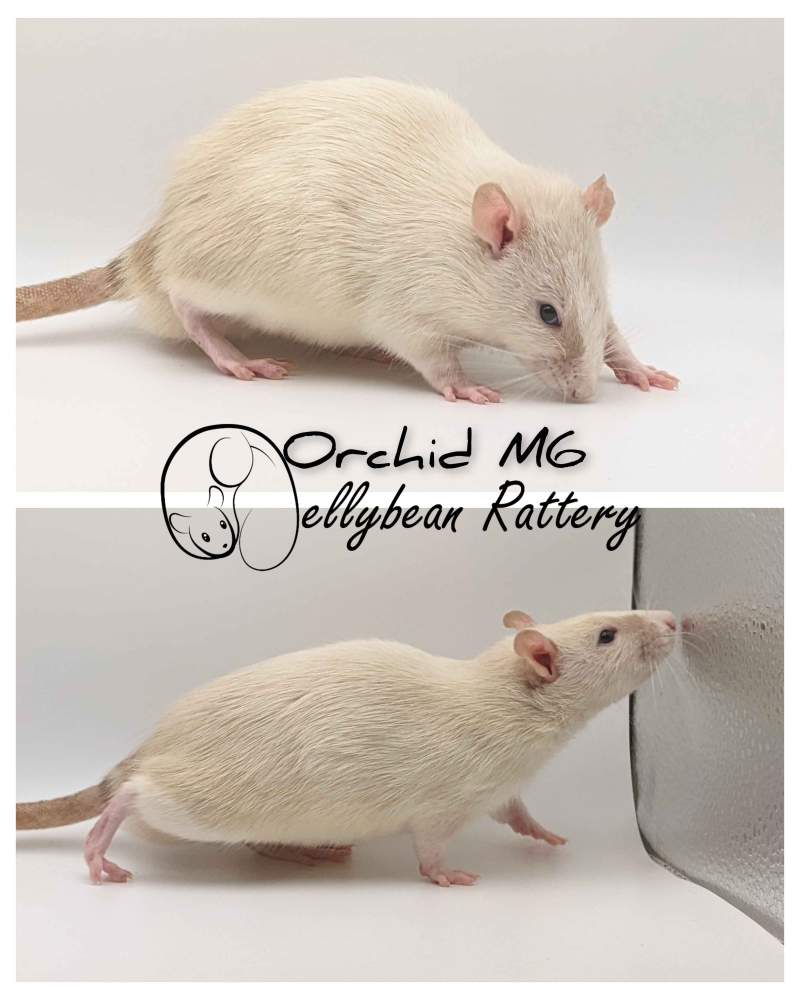Fancy rat Pet only Rattus norvegicus 