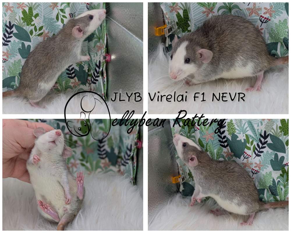Fancy rat Breeder Rattus norvegicus 