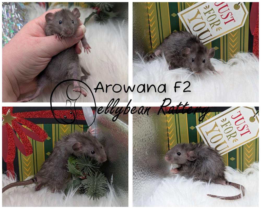 Fancy rat Pet only Rattus norvegicus 