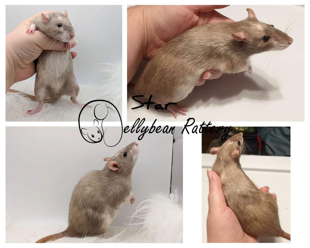 Fancy rat Retired Rattus norvegicus 