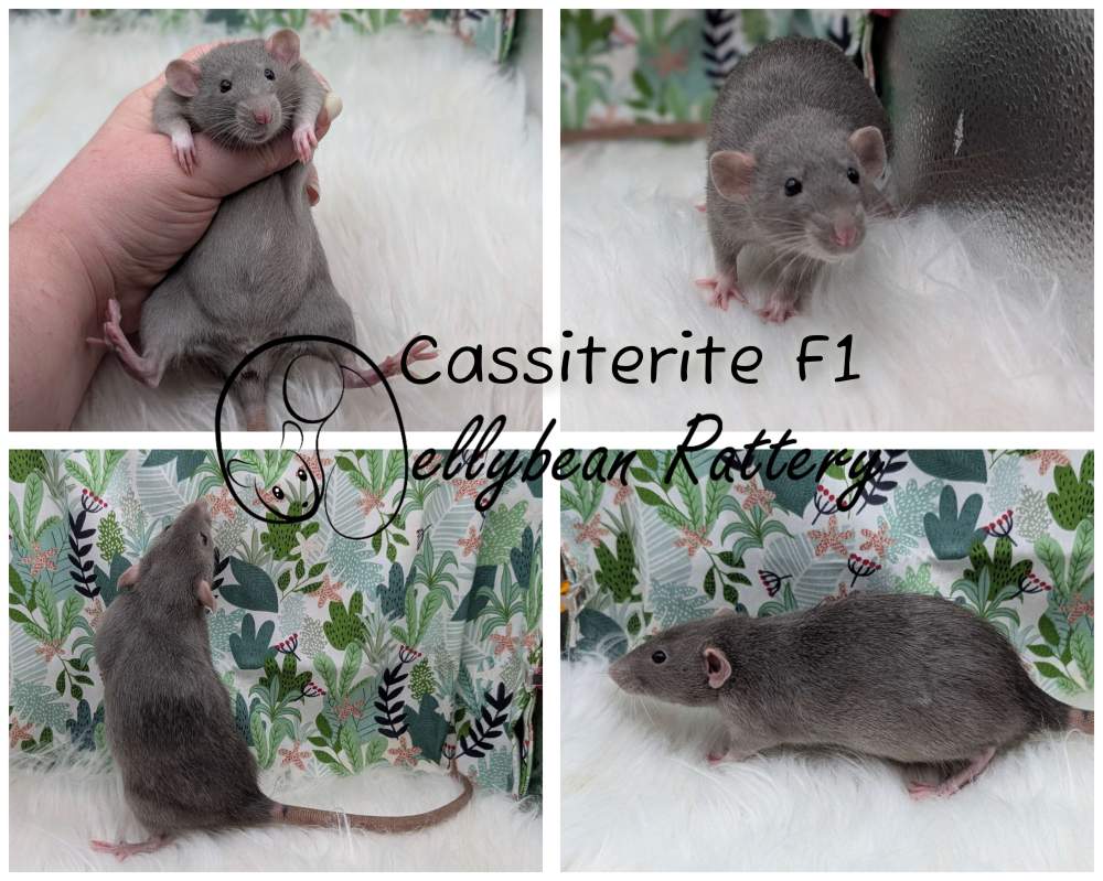 Fancy rat Pet only Rattus norvegicus 