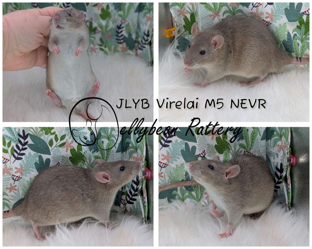 Fancy rat Breeder Rattus norvegicus 
