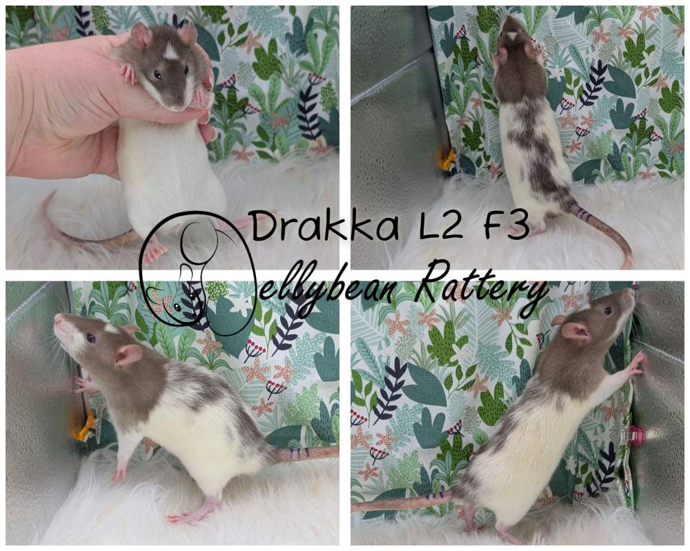 Fancy rat Breeder Rattus norvegicus 