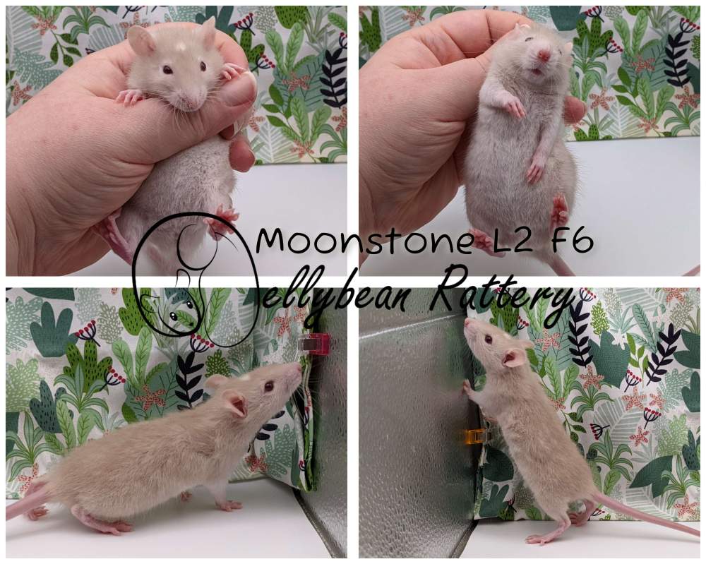 Fancy rat Breeder Rattus norvegicus 