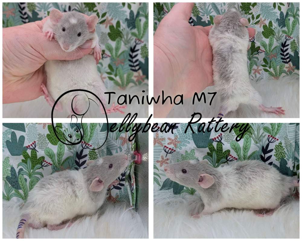 Fancy rat Pet only Rattus norvegicus 