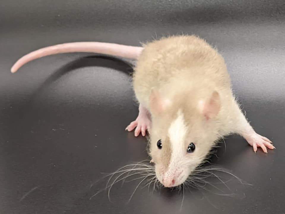 Fancy rat Pet only Rattus norvegicus 