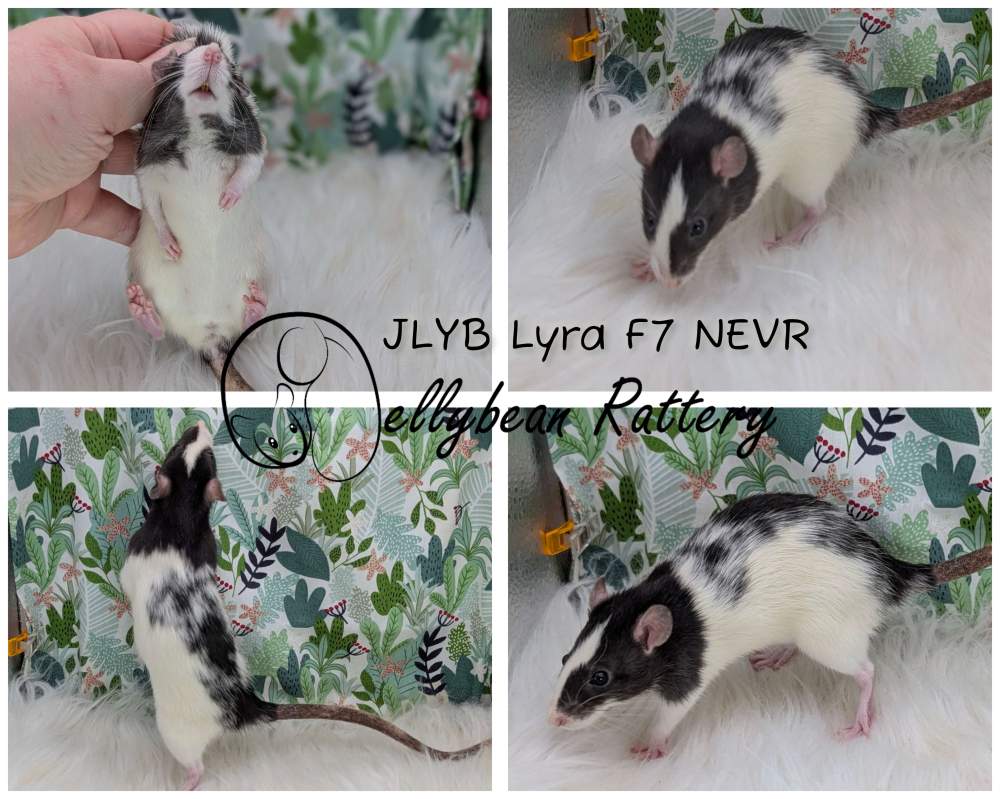 Fancy rat Pet only Rattus norvegicus 