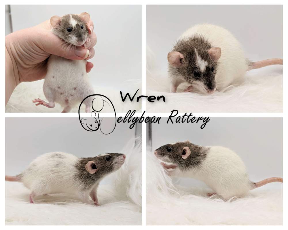 Fancy rat Retired Rattus norvegicus 