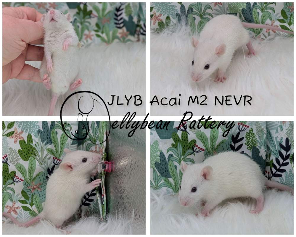 Fancy rat Breeder Rattus norvegicus 
