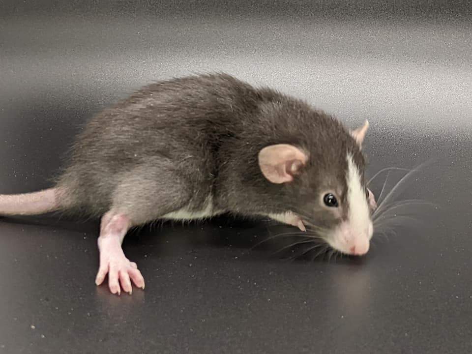 Fancy rat Pet only Rattus norvegicus 
