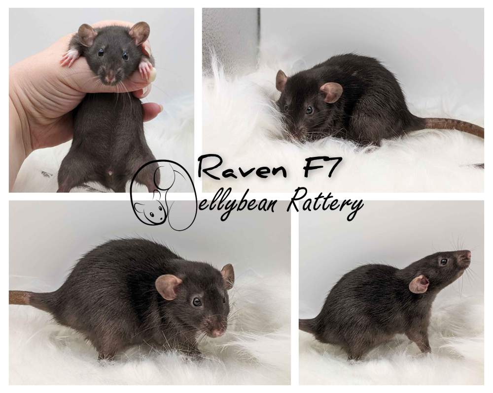 Fancy rat Pet only Rattus norvegicus 