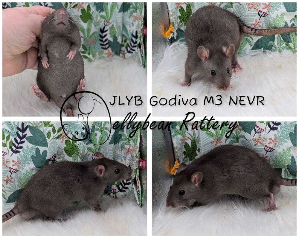 Fancy rat Breeder Rattus norvegicus 