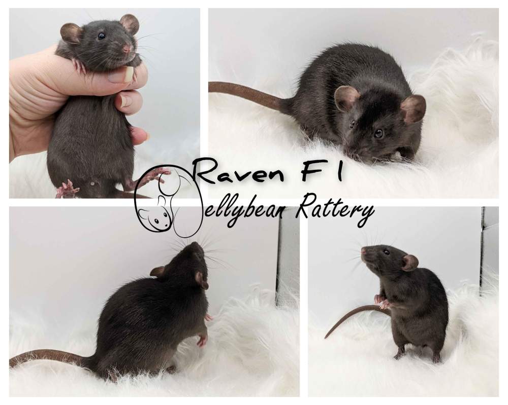Fancy rat Retired Rattus norvegicus 