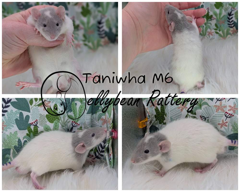 Fancy rat Pet only Rattus norvegicus 
