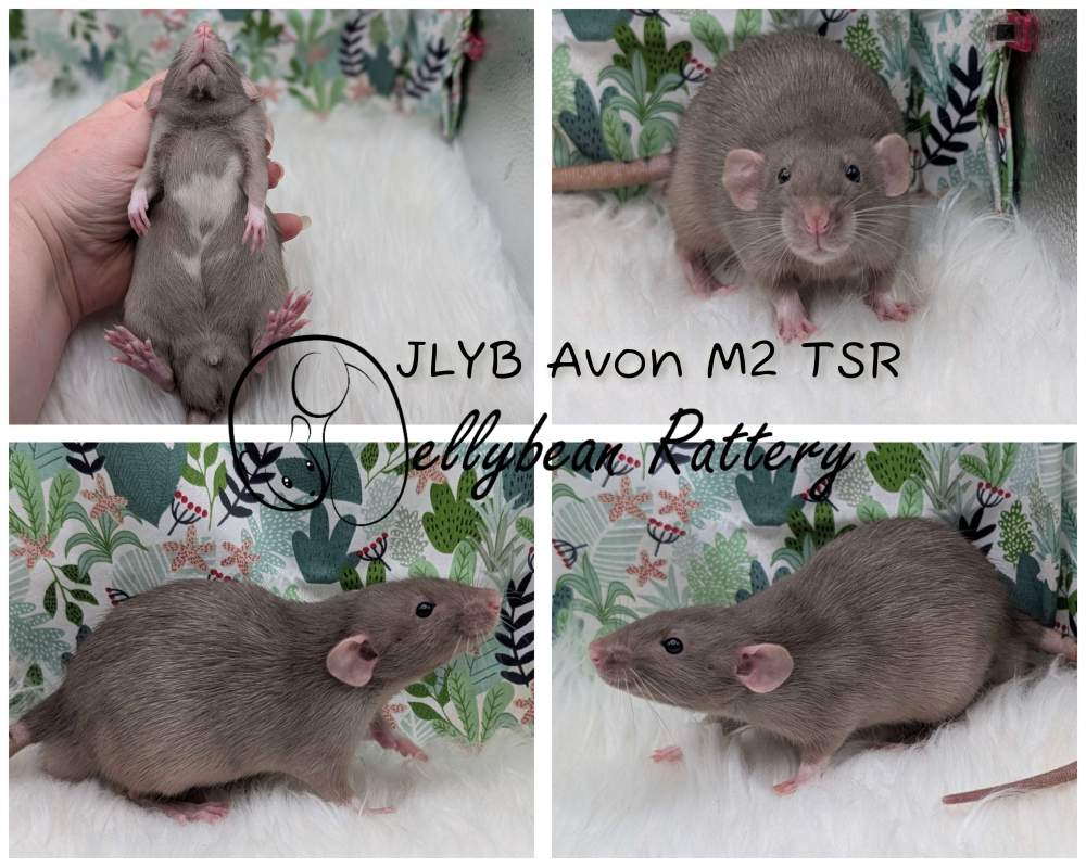 Fancy rat Pet only Rattus norvegicus 