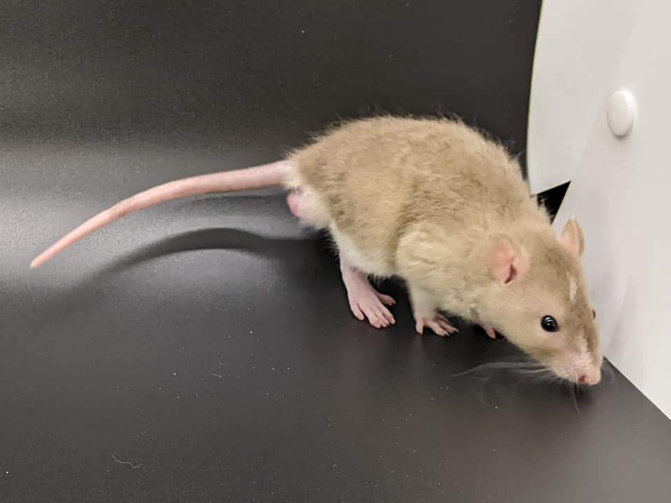 Fancy rat Pet only Rattus norvegicus 