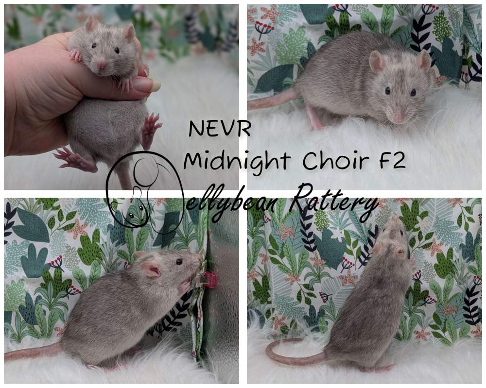 Fancy rat Pet only Rattus norvegicus 