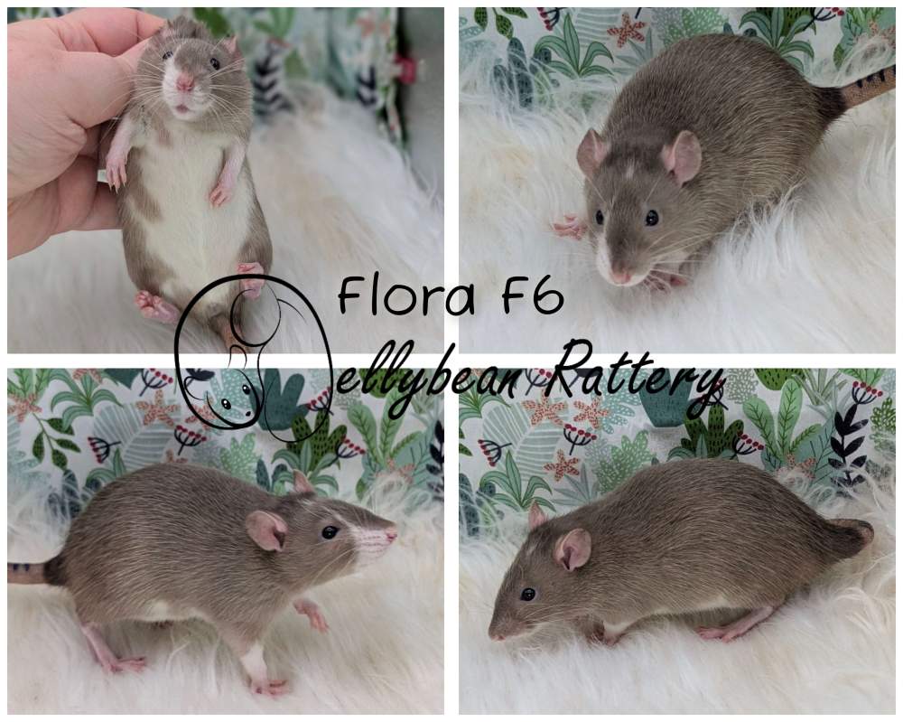 Fancy rat Pet only Rattus norvegicus 