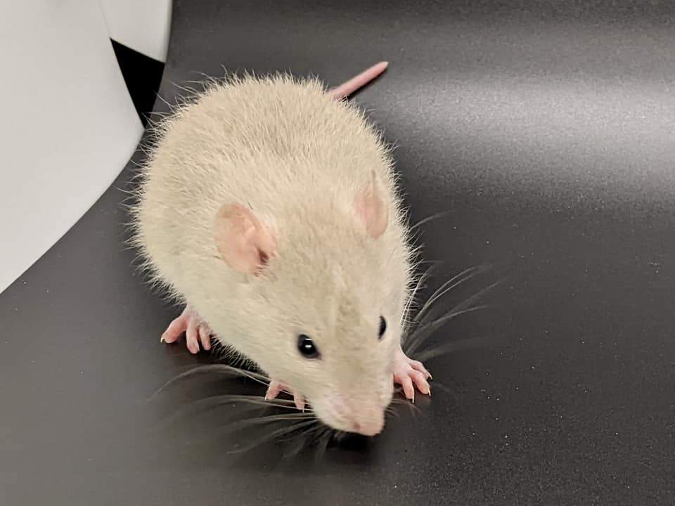 Fancy rat Pet only Rattus norvegicus 