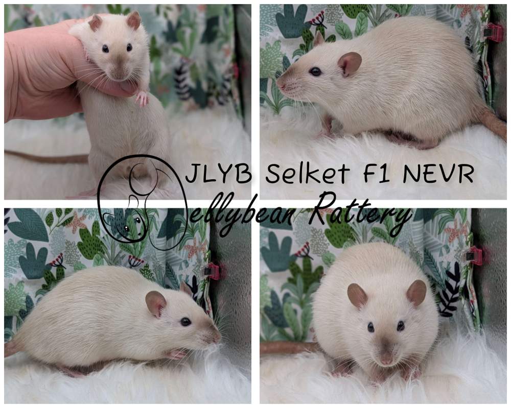Fancy rat Breeder Rattus norvegicus 