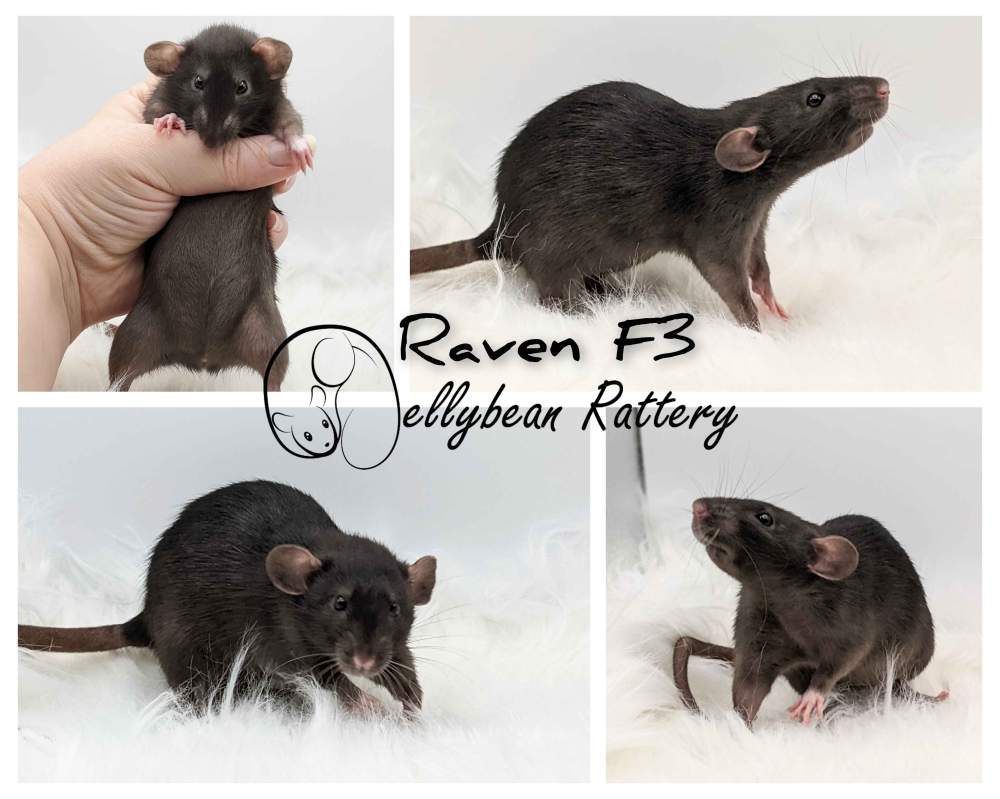 Fancy rat Pet only Rattus norvegicus 