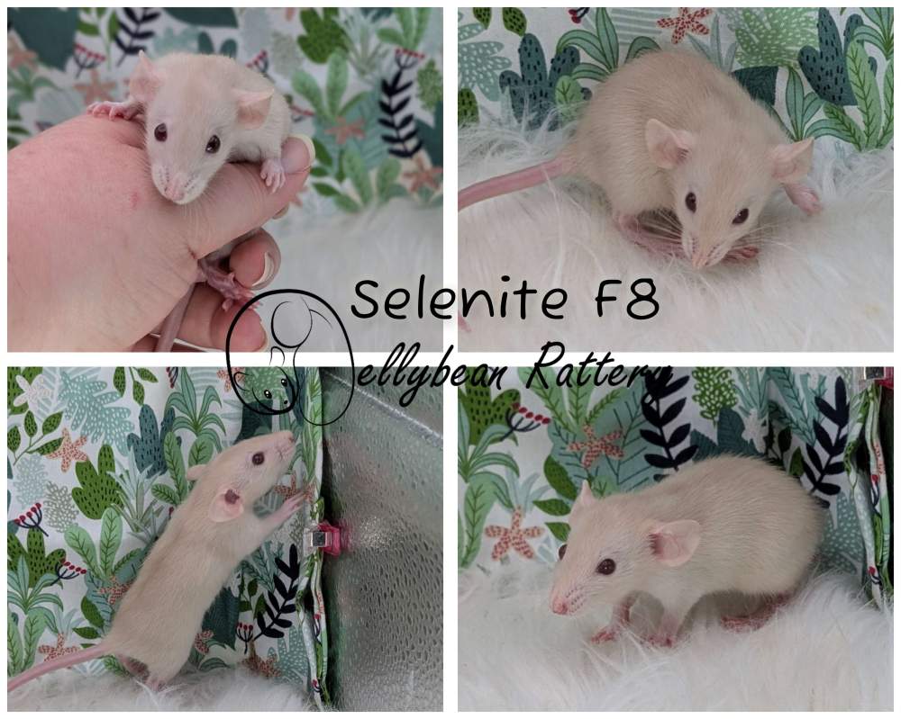 Fancy rat Pet only Rattus norvegicus 