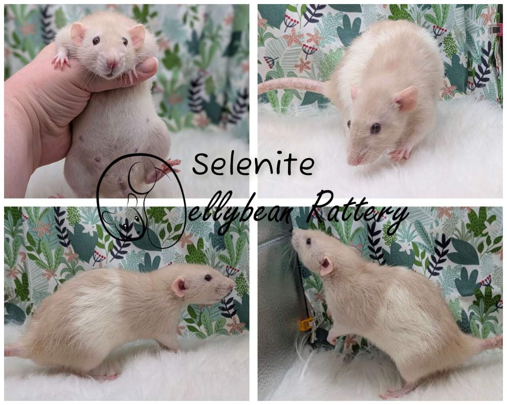 Fancy rat Retired Rattus norvegicus 