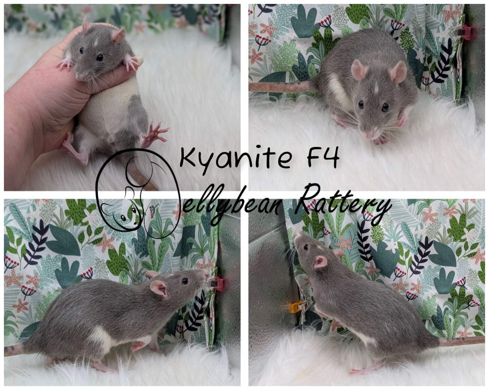 Fancy rat Pet only Rattus norvegicus 